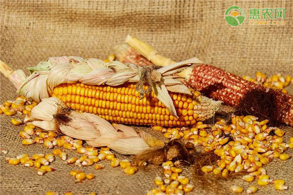 深圳农产品配送-2021清明节前后玉米价格最新行情预测